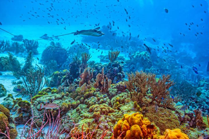 Bonaire Diving