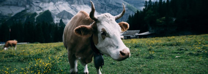 Ce qu’il vous faut pour un séjour en Suisse