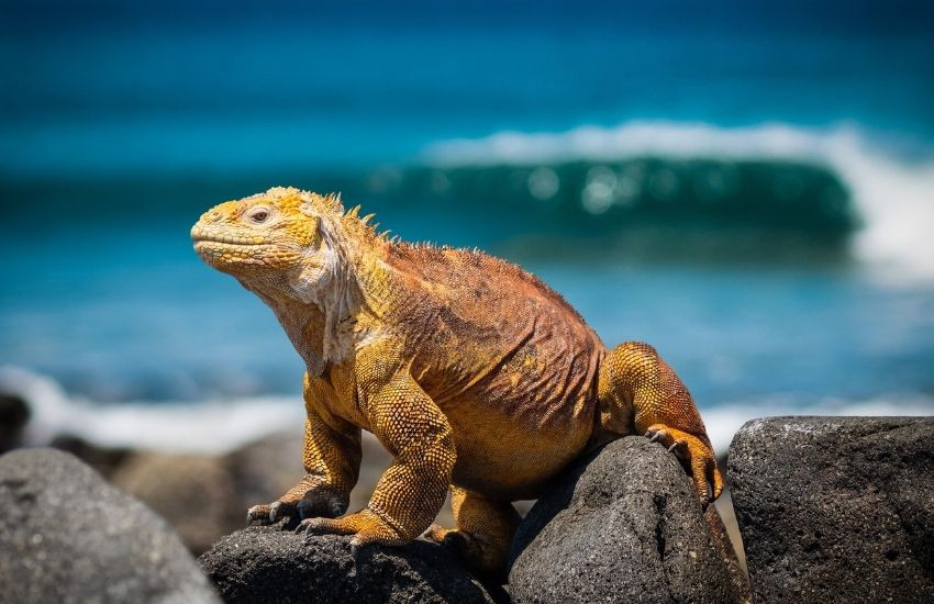 Galapagos eilanden, Ecuador