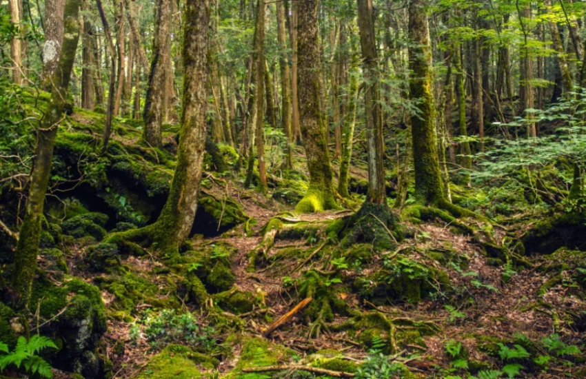 Aokigahara Forest 
