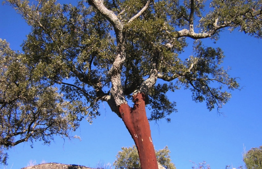 Portugal is het land van de kurk