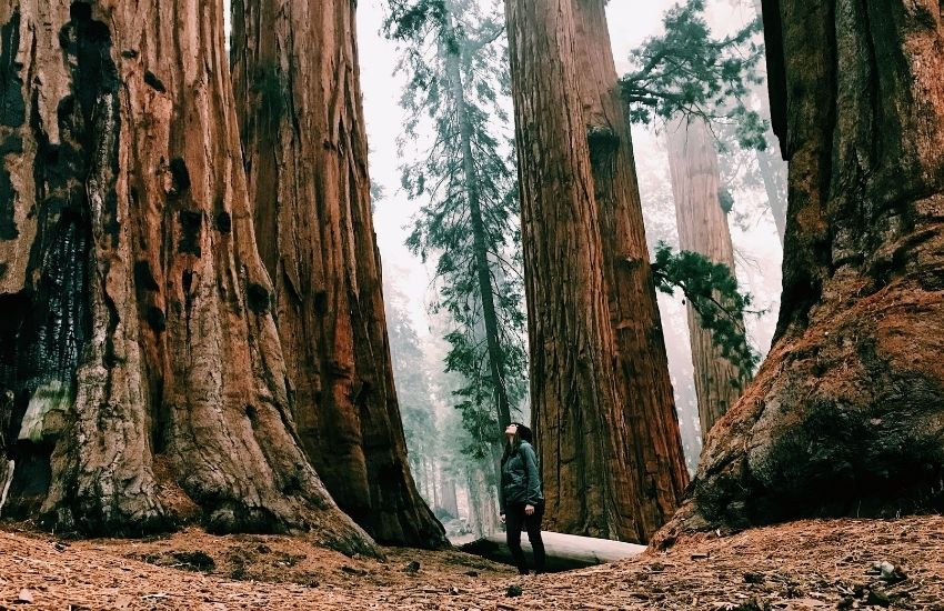 Redwood National Park, San Francisco, V.S.