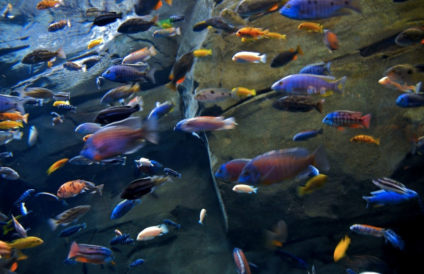 Portugal heeft het grootste kunstmatige onderwaterpark ter wereld