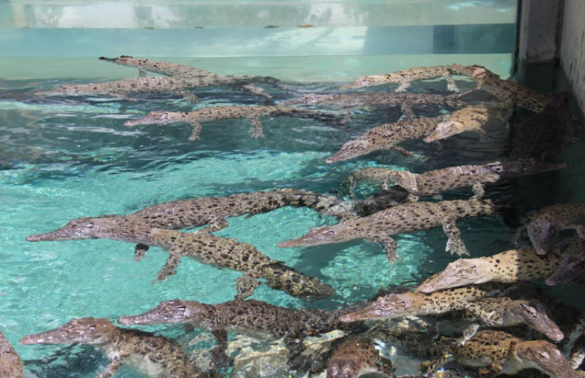 7. Crocosaurus Cove Pool