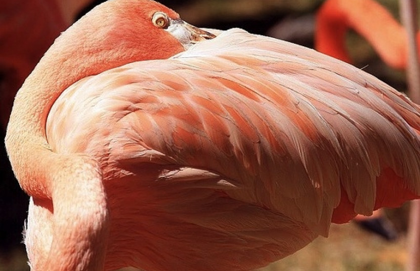 Zoo van Lissabon