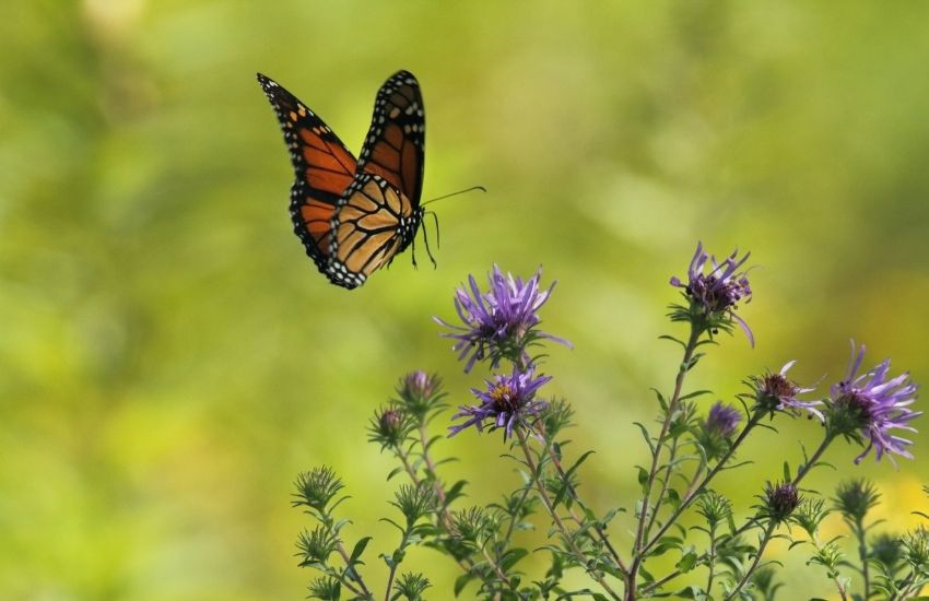 Vlinders in het toilet