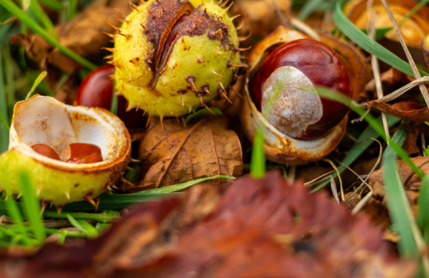 Kastanjes zoeken in het bos