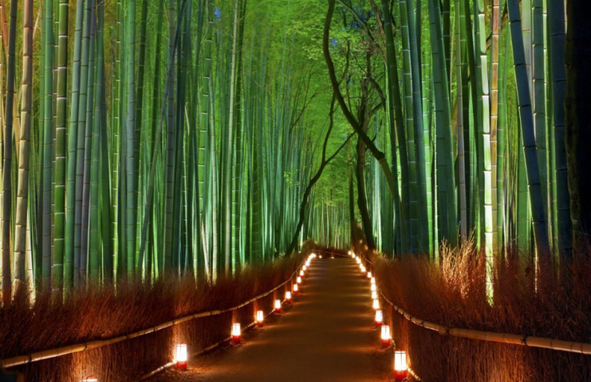 Sagano Bamboo Forest, Japan
