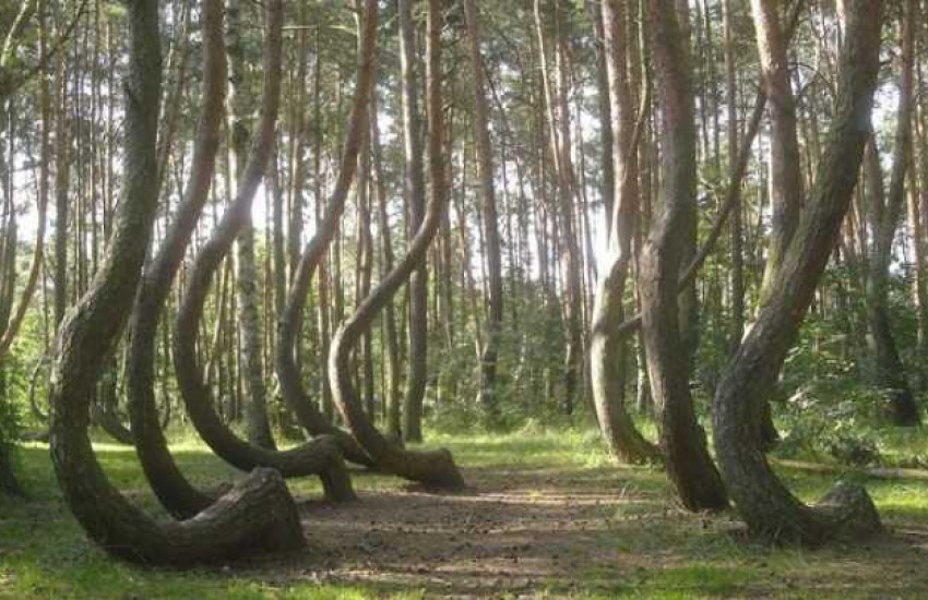 Crooked Forest, Polen