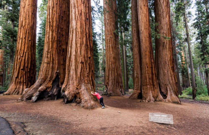 Sequoia National Park, Californië