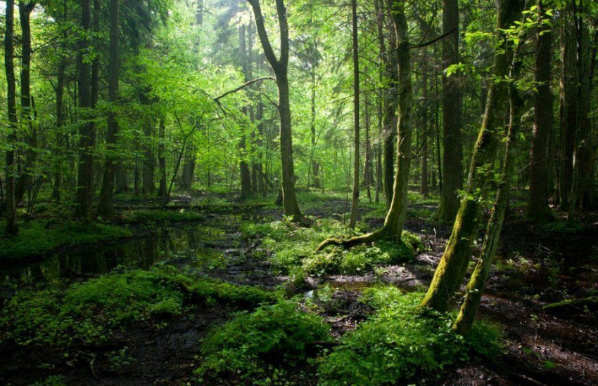 Bialowieza Forest, Polen en Wit-Rusland