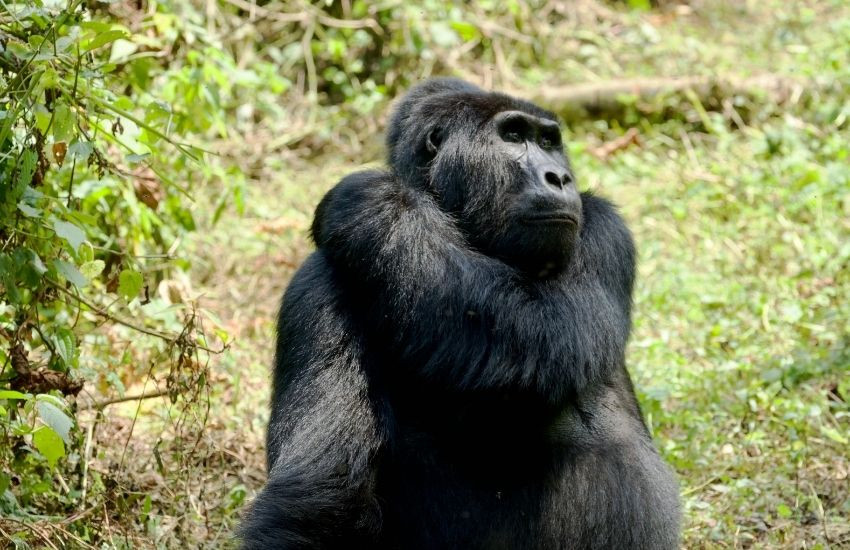 Bwindi Impenetrable National Park - Uganda