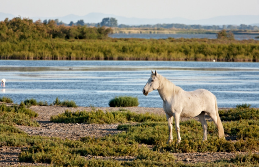 Paarden en flamingo's spotten