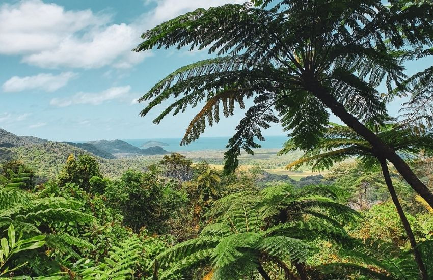 Daintree Rainforest - Australië