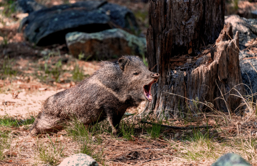 Het Speulder- en Sprielderbos - NL
