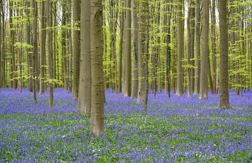 Hallerbos