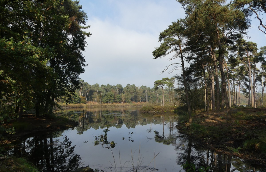 Oisterwijkse bossen en Kampina