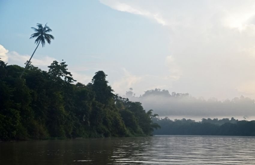 Kinabatangan rivier - Maleisië