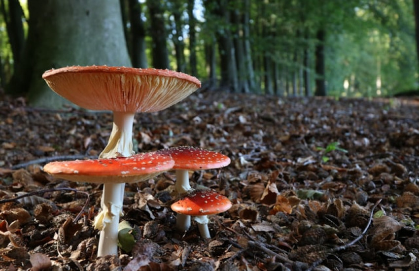 Paddenstoelen speurtocht