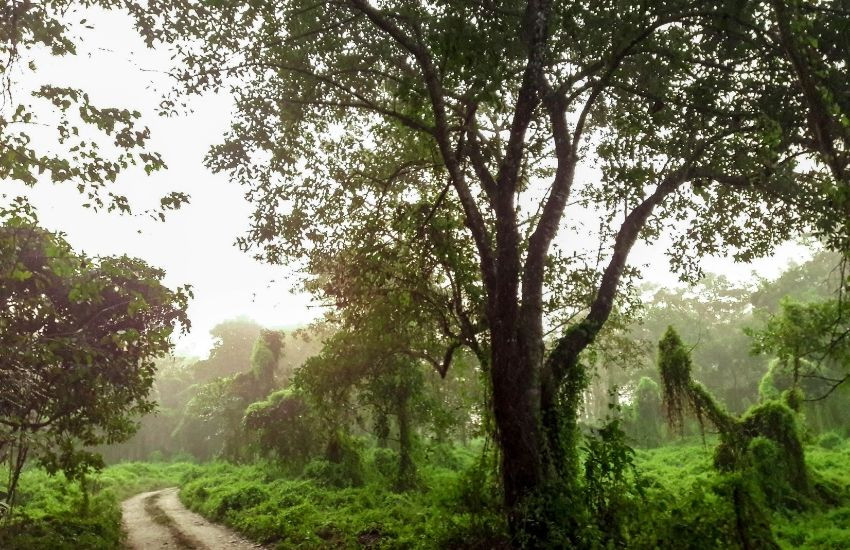 Chitwan - Nepal