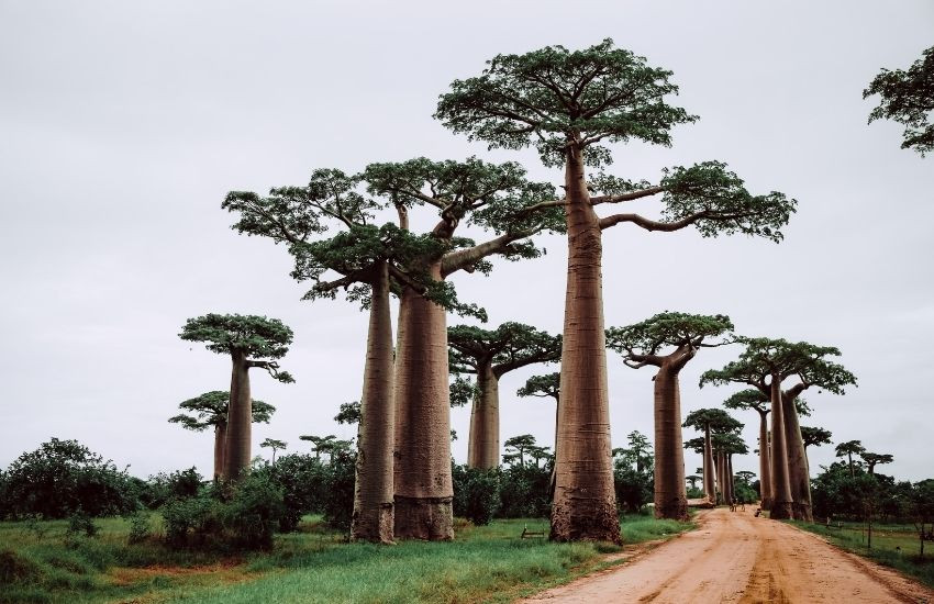 Baobablaan, Madagascar