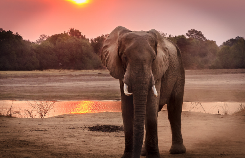 Rijden op een olifant