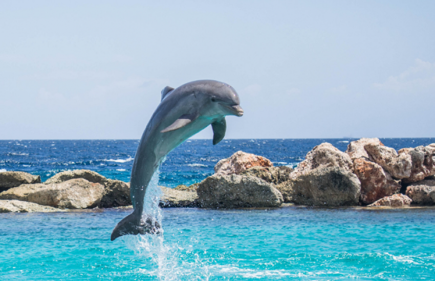 Dolfijnenshows