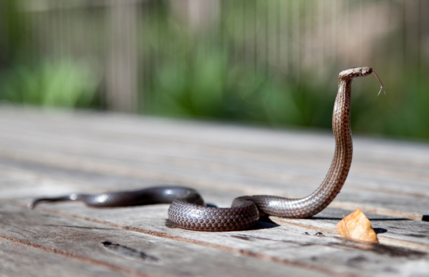 Met cobra’s op de foto