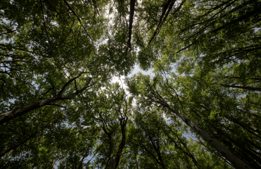Aokigahara, Japan