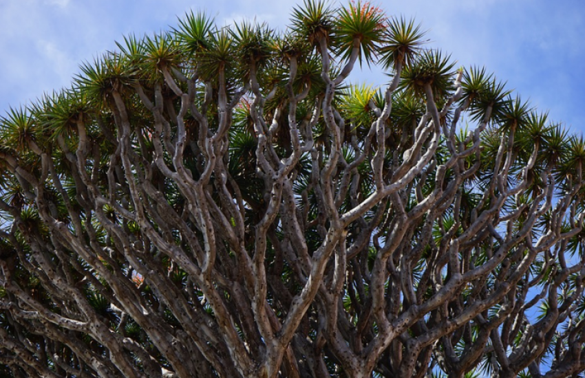 Het Land van de Drakenbloedbomen: Socotra Archipelago in Jemen 