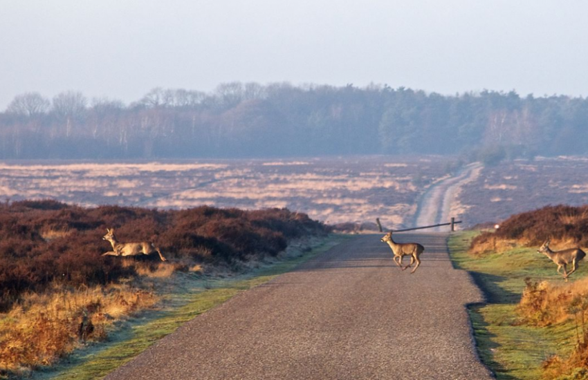 Op de Veluwe