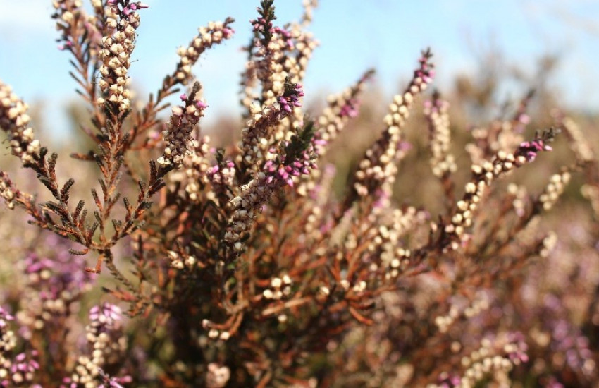 De Veluwe