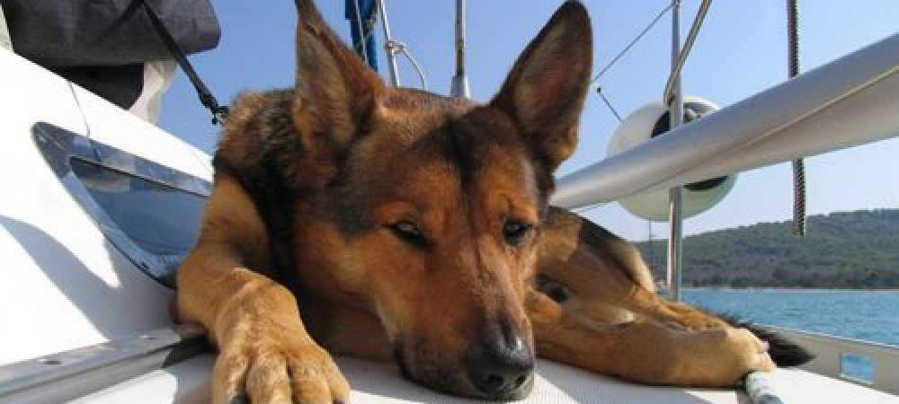 Waar moet je op letten bij het vervoer van je huisdieren?