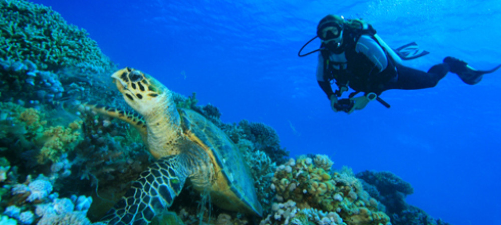 Duiken in onderwaterparadijs Egypte