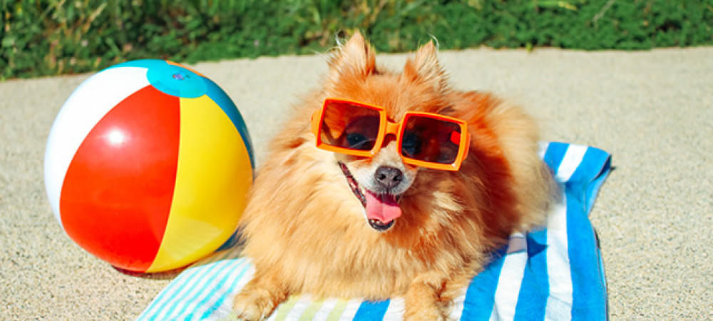 Op vakantie met de hond: hier moet je op letten