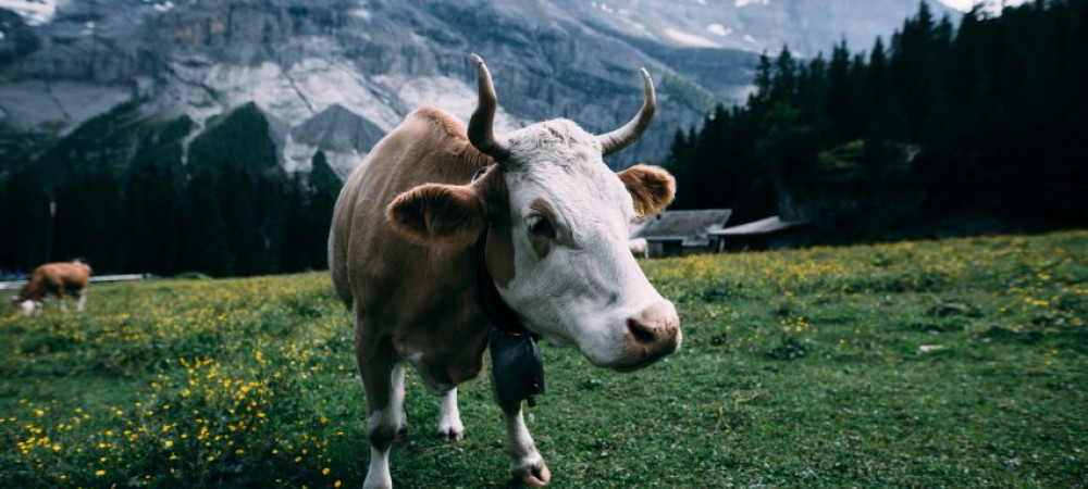 Een vakantie naar Zwitserland, hier moet je aan denken