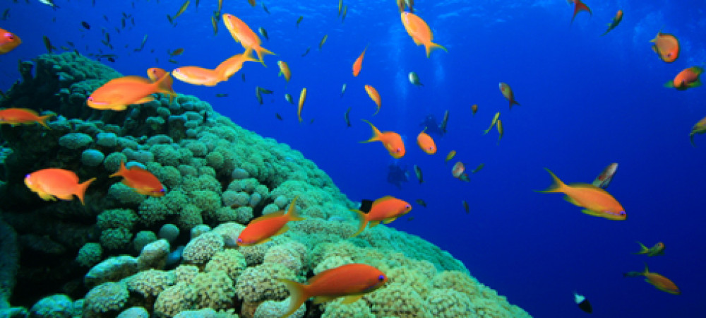 De mooiste duiklocaties aan de Egyptische kust