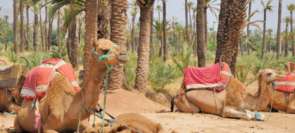 5 zaken die je moet weten als je naar Marokko reist