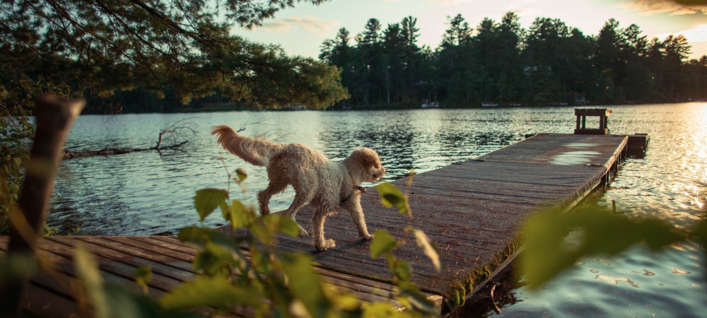 Een weekendje naar de Ardennen met je hond