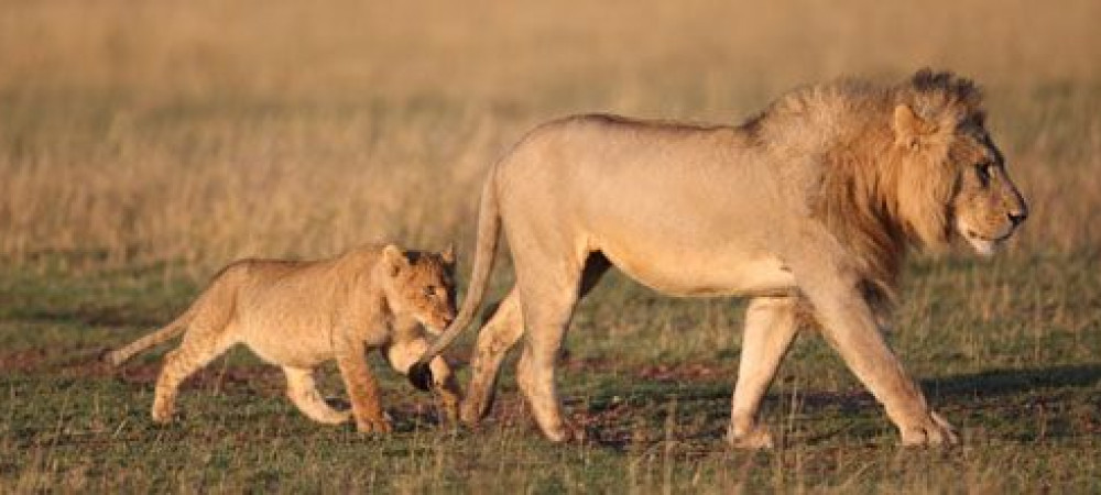 Wanneer kan je het best op safari gaan?