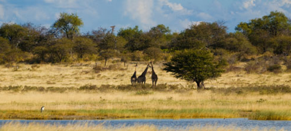 Op safari in Namibië