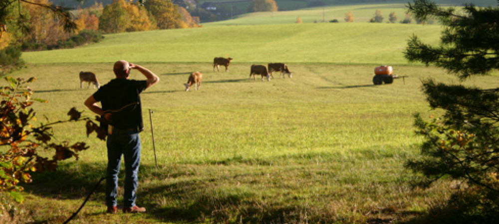 Wandelen in het Zwarte Woud