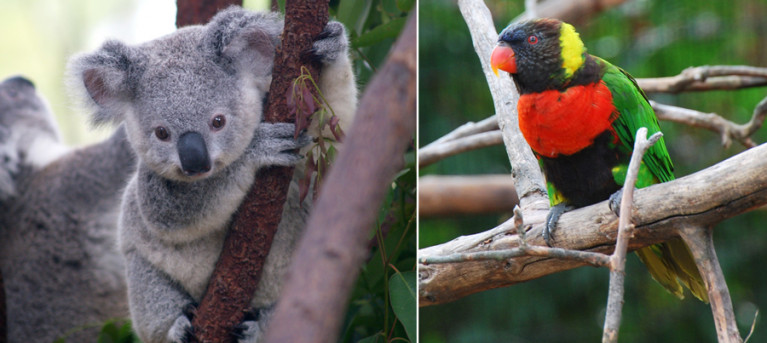 Koala en regenbooglori