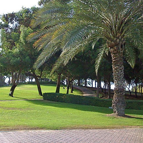 Palmboom in het Al Safa Park
