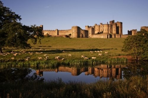 Schapen bij Alnwick Castle