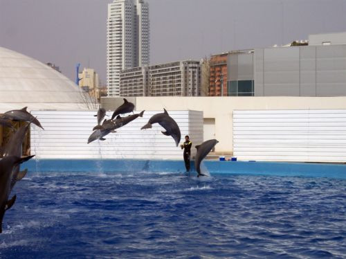 Dolfinarium in Valencia