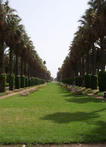 Bomenrijen in het Park van de Arabische Liga