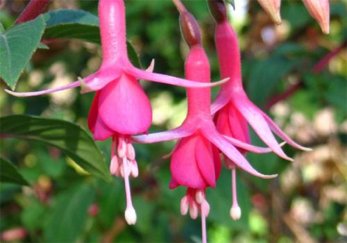 Bloemen in het Arboretum van Los Angeles