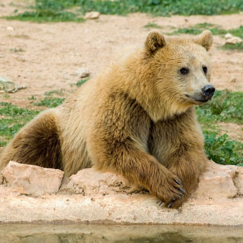 Bruine beer in de Attica dierentuin