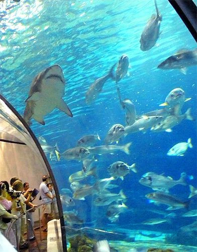 Haaien en vissen in L'aquarium